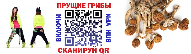Галлюциногенные грибы Psilocybine cubensis  Приволжск 